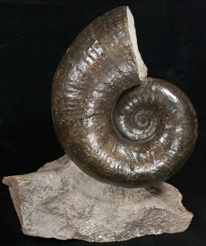 / Lytoceras Ammonite From France - Great Display #10978